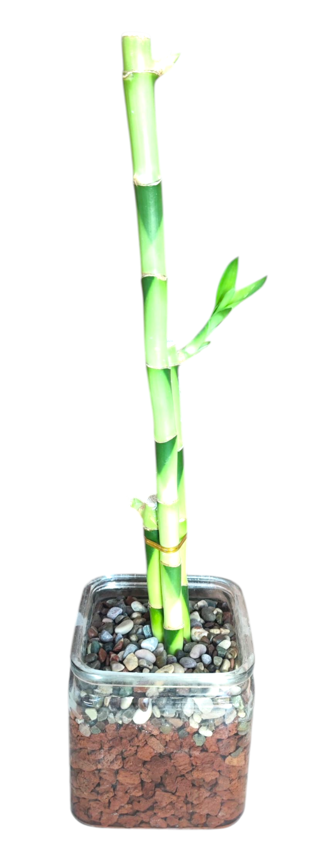 לאקי במבוק דגם - 3