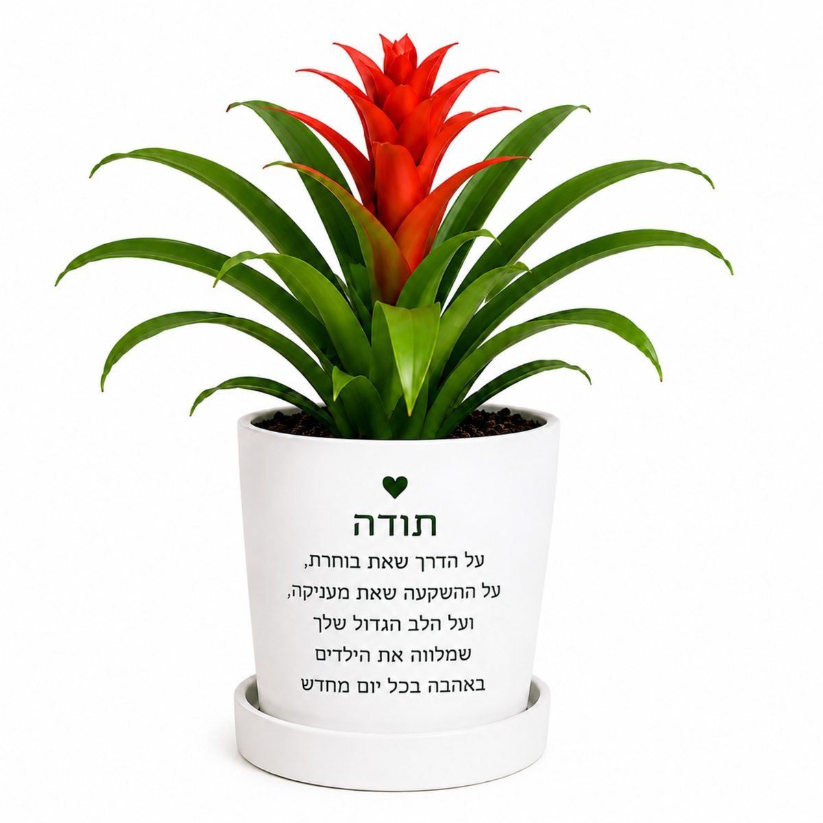 עציץ גוזמניה והקדשה אישית