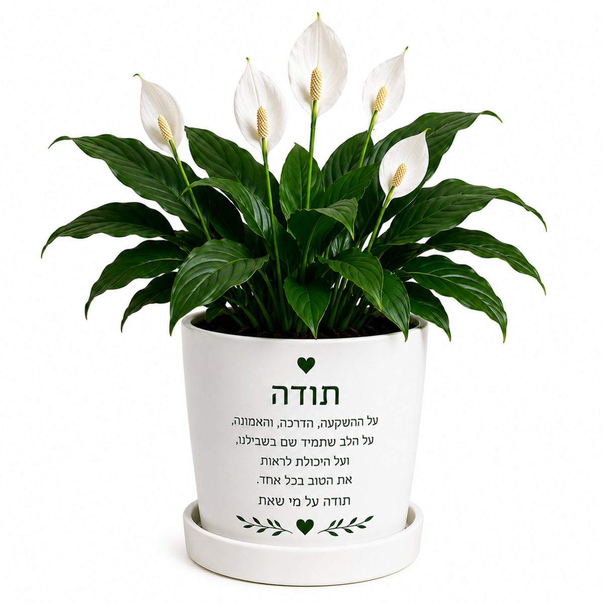 עציץ ספטיפליום והקדשה אישית