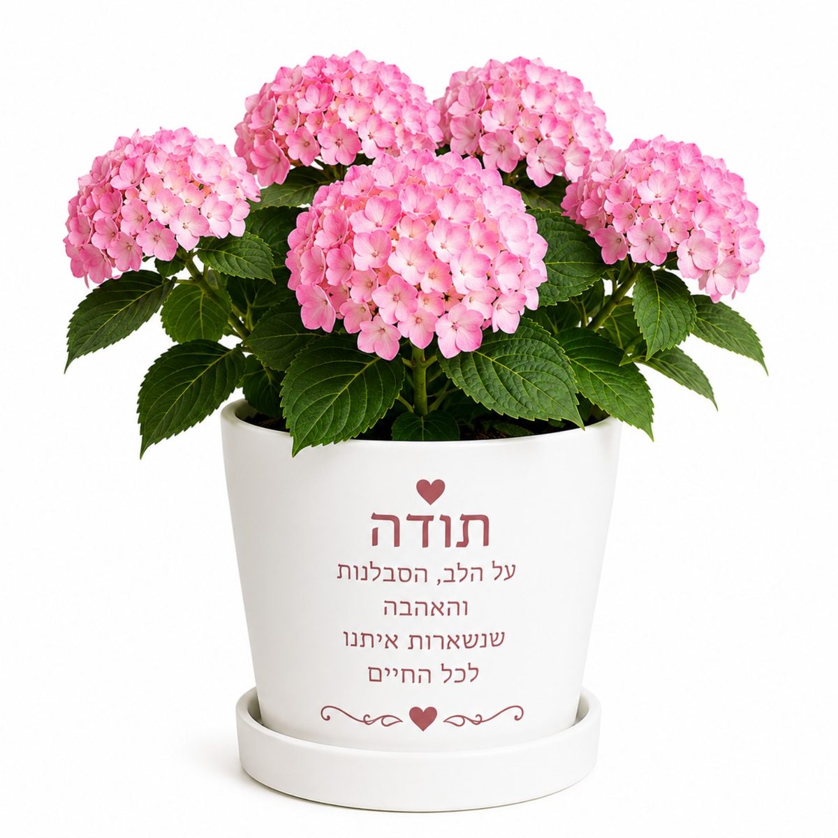 עציץ הורטנציה והקדשה אישית