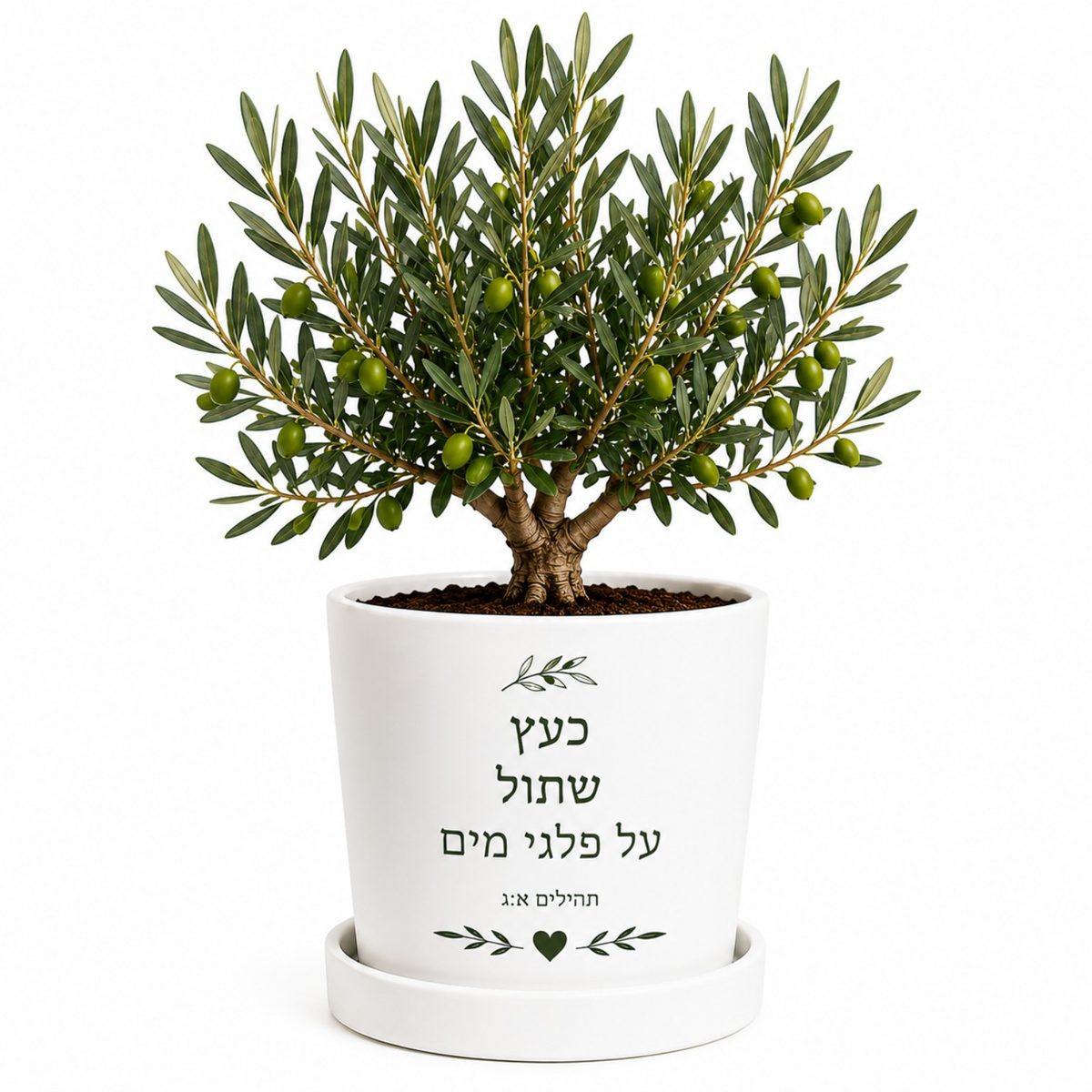 עץ זית והקדשה אישית