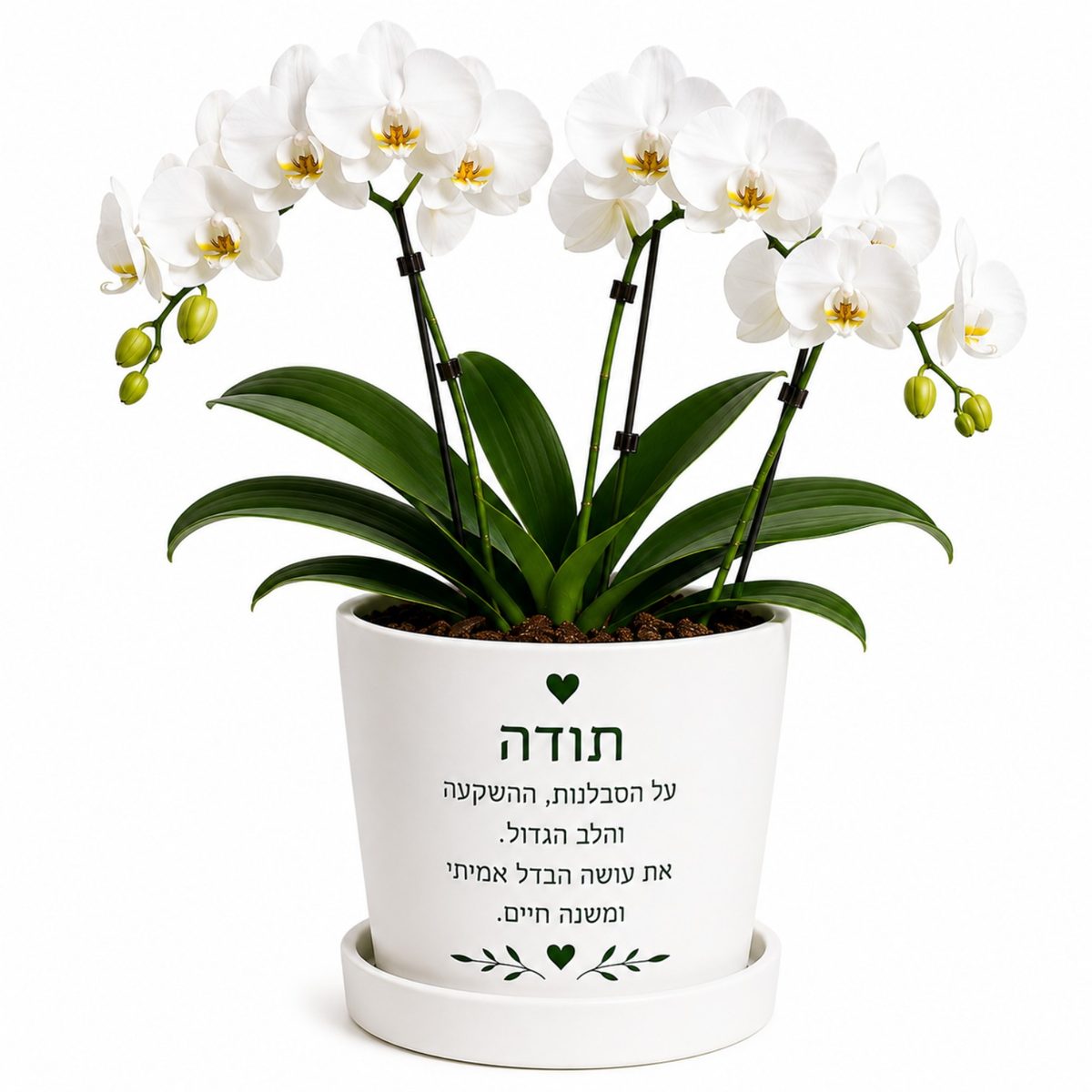 עציץ סחלב והקדשה אישית