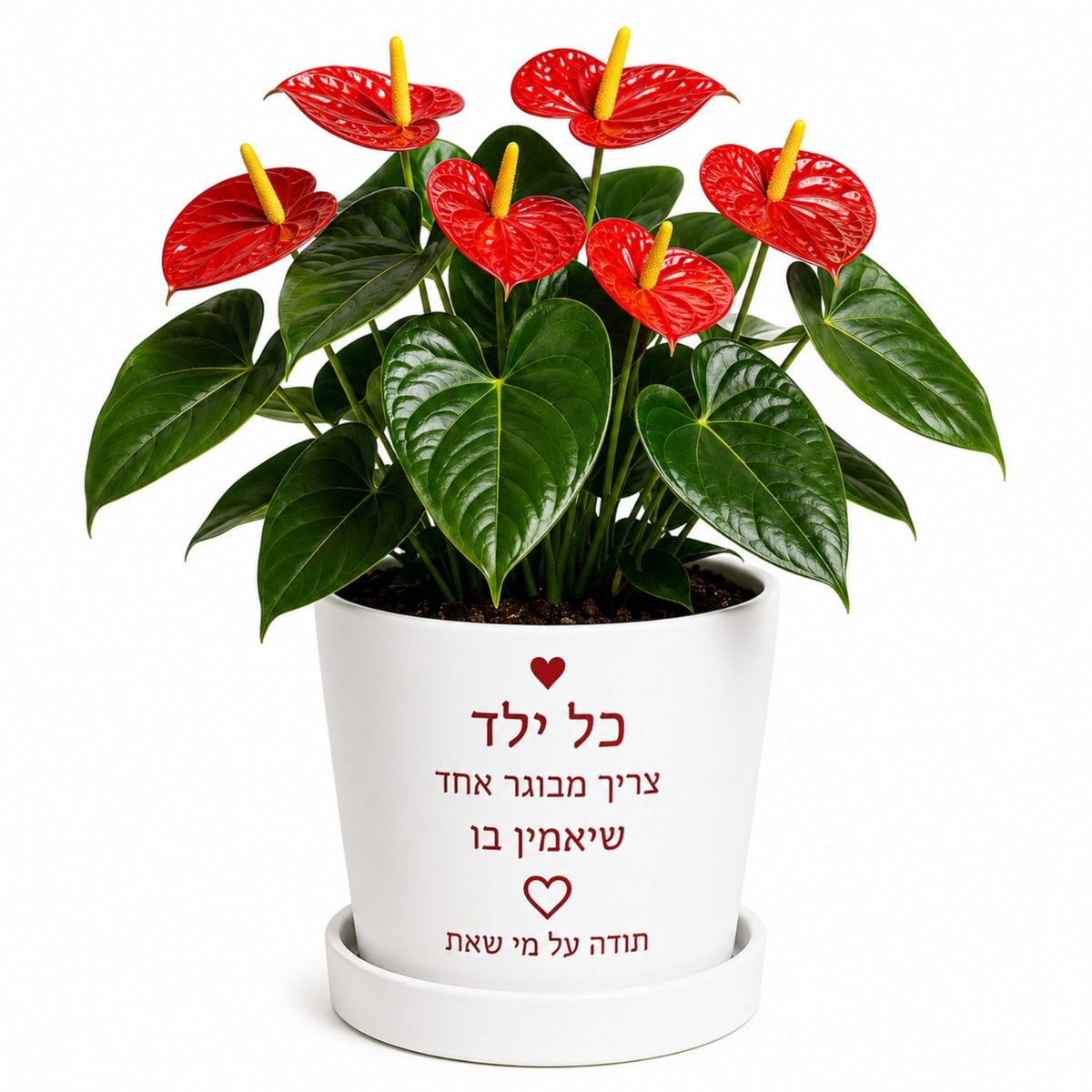 עציץ אנטוריום והקדשה אישית